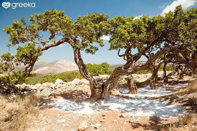 Chios Masticha: A Unique Treasure of the World